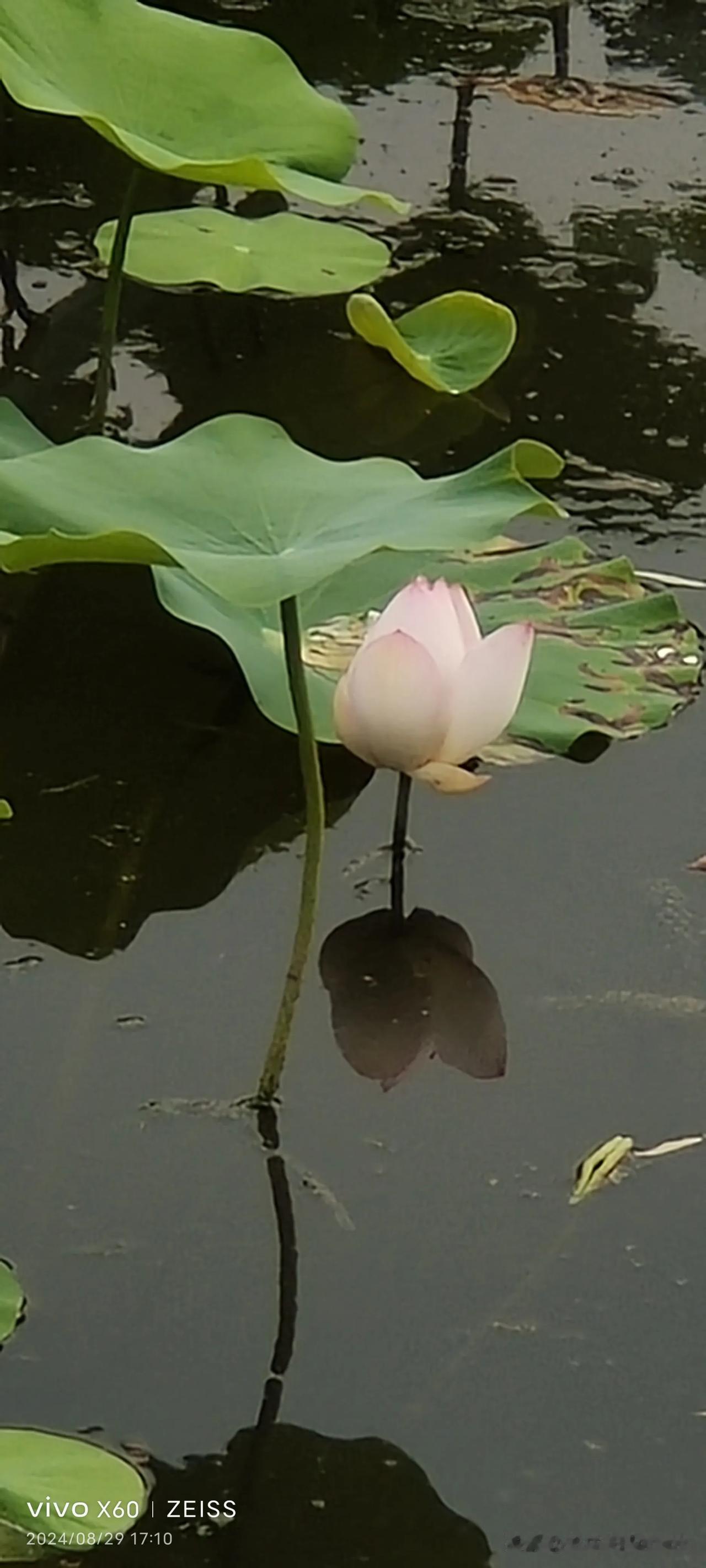 #随手拍荷花倒影#