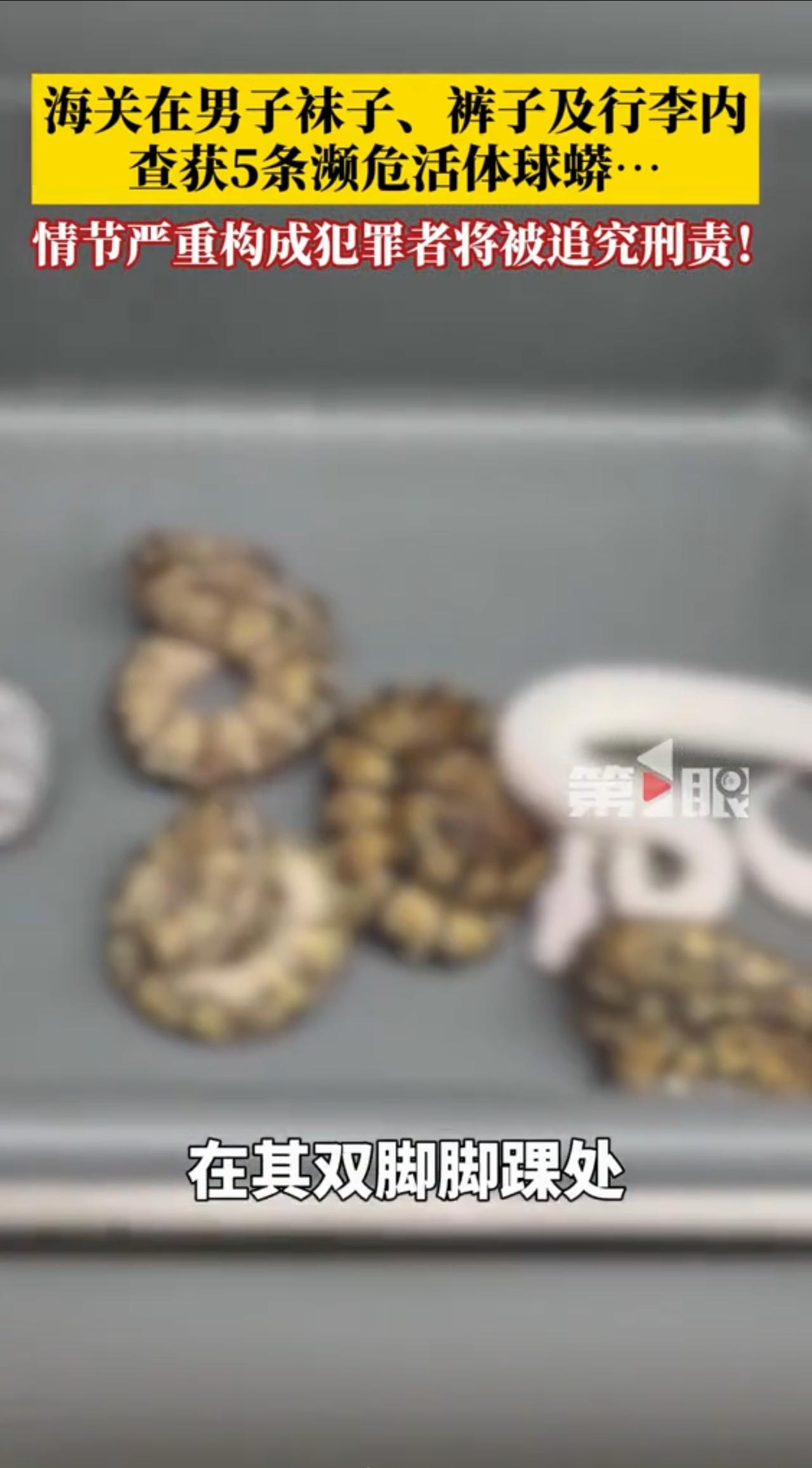 这位“蛇哥”真猛！深圳海关上演活体蛇藏身大揭秘，网友炸锅了

你见过带着“宠物”