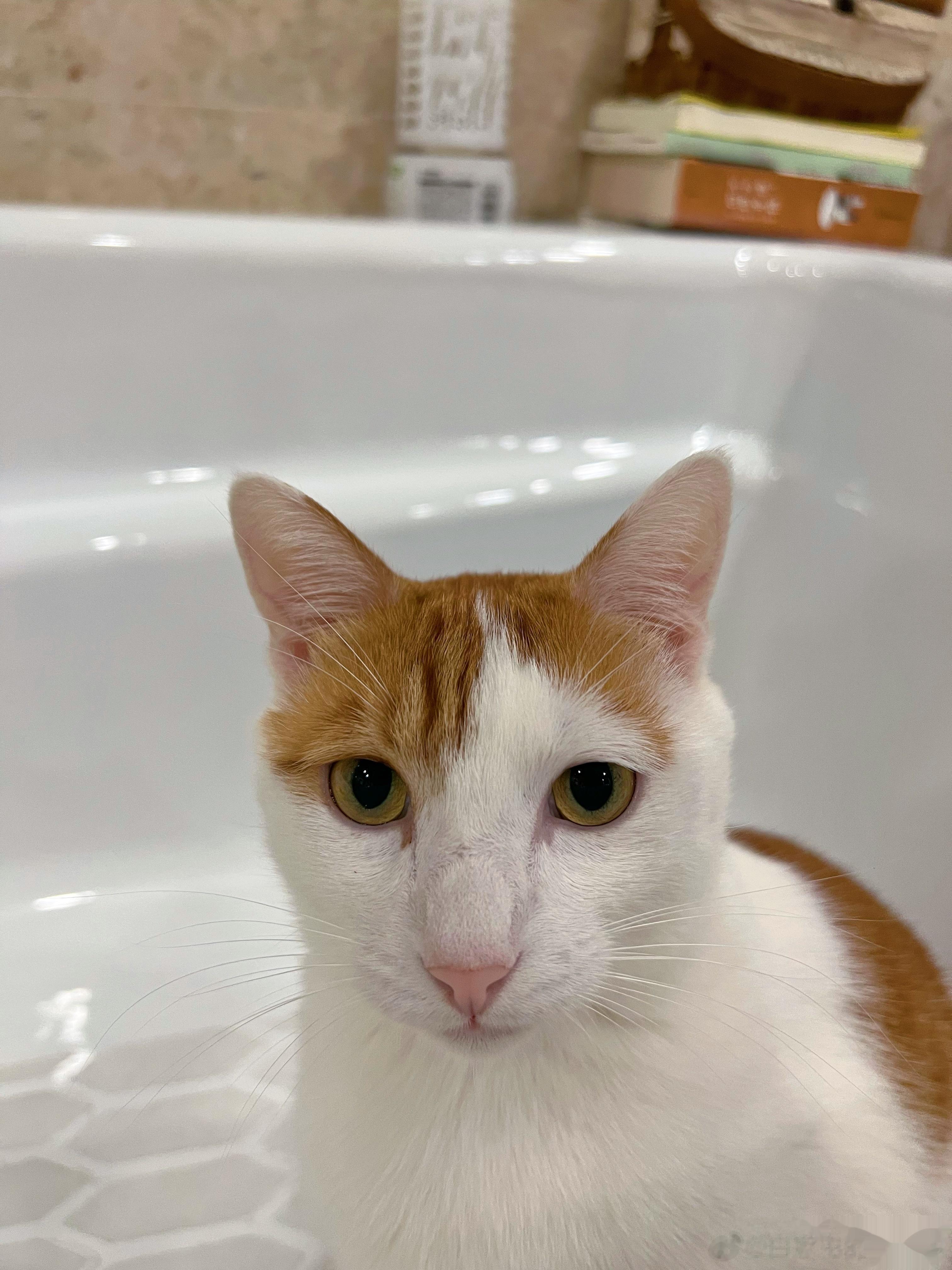 确实是长脸型小猫咪… ​​​
