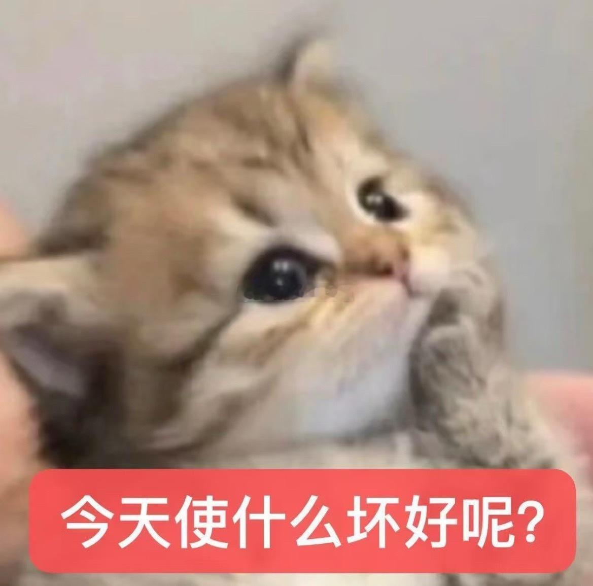 🐺乱七八糟不想打我的理由➕1前段时间格外迷恋打耳光老是屁颠屁颠的跑到🐺跟前一
