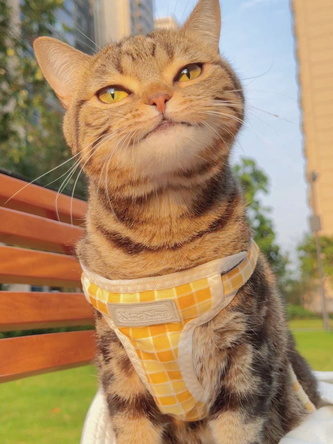 春天和猫猫真的很搭阿！