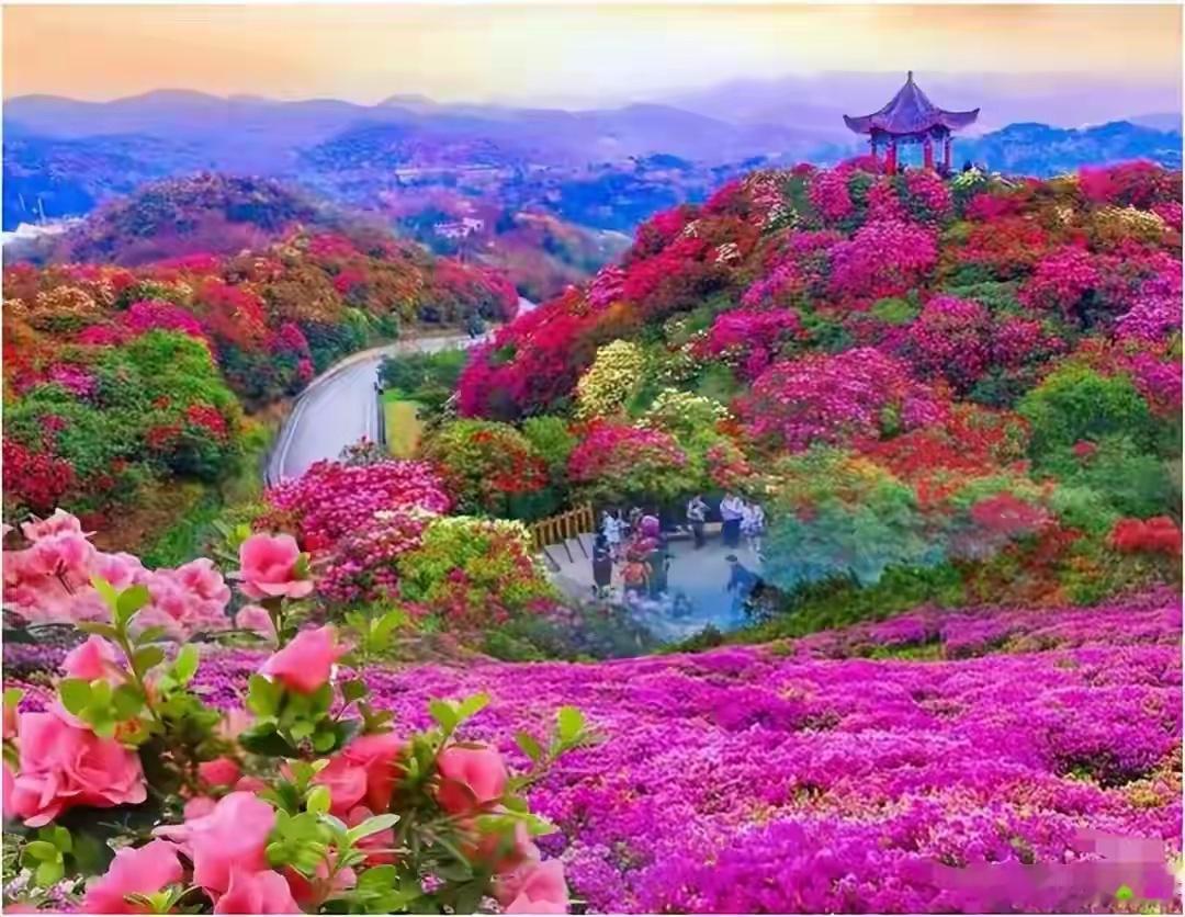 芳九天山彪杜鹃百里芳天界，芳香冲霄动瑶台。惹得七女思凡界，玉皇大帝驾云来。 