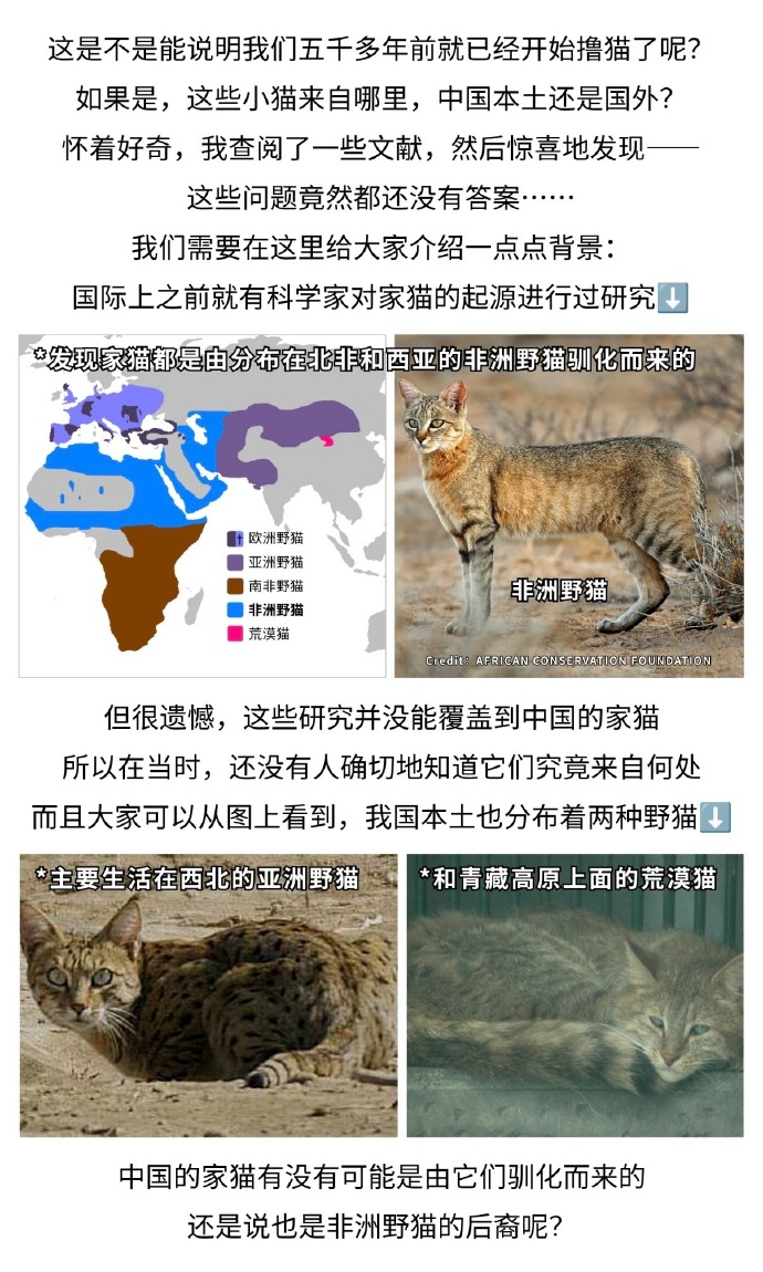 这种猫曾经陪伴中国人超过3500年，现在居然成了野生猛兽？中国科普博览