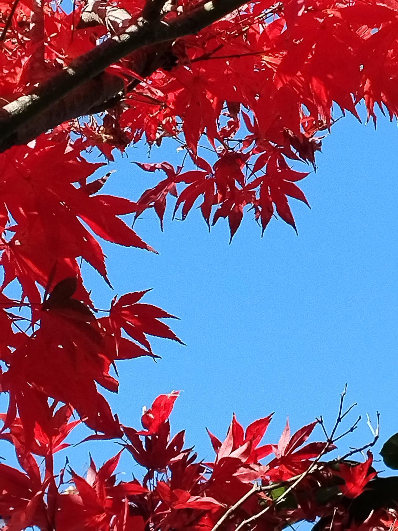 我相册里最好看的蓝天照片，就是临沧市上空的蓝天。秋日里，这片蓝天美得不像话。
临