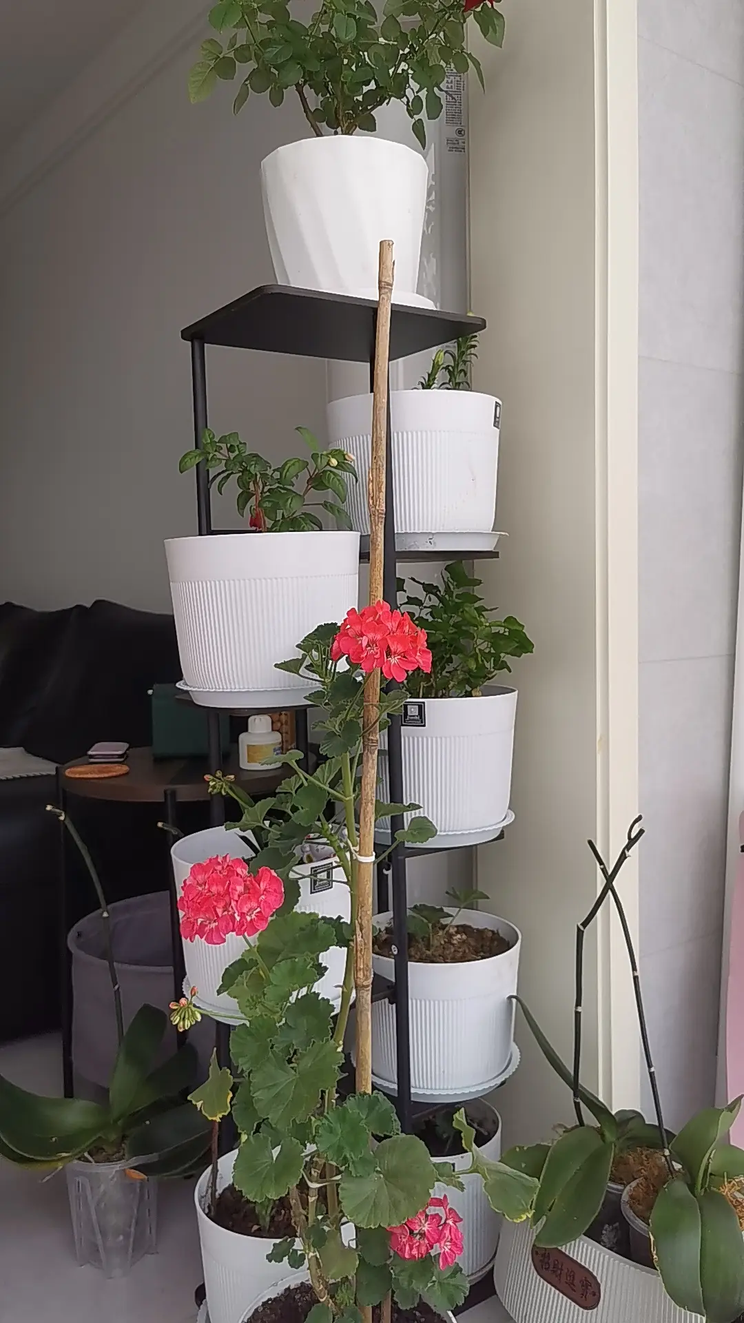 种花的小角落 又什么也发不了
