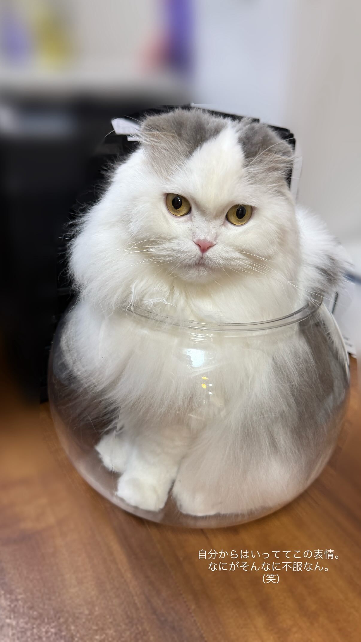 吉田綾乃クリスティー