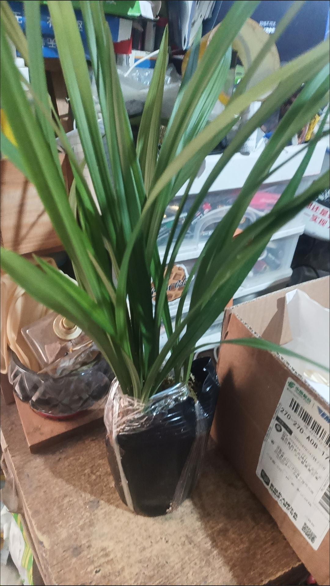 我的手机号是联通155开头的，已经十多年没有换号了！