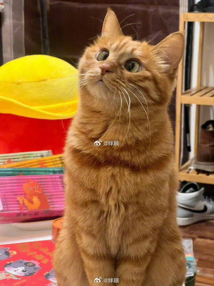 遇见招财猫，六月的你会发财！ ​​​