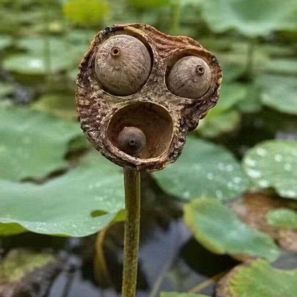 我上学 