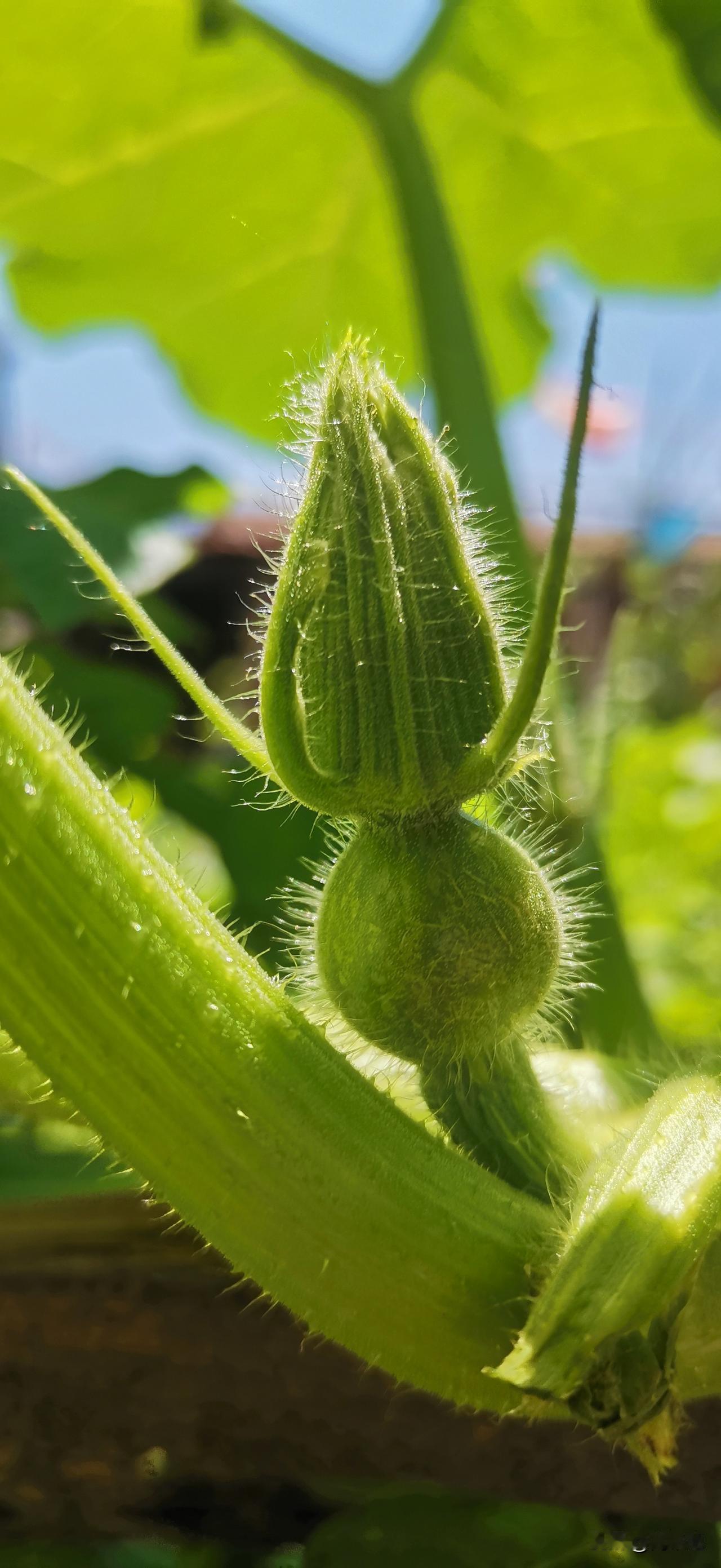 青蔓攀沿矮壁轻舒卷，
翠叶擎阴静待风软。
檐下小黄花默然开谢，
无心争艳，静静凝