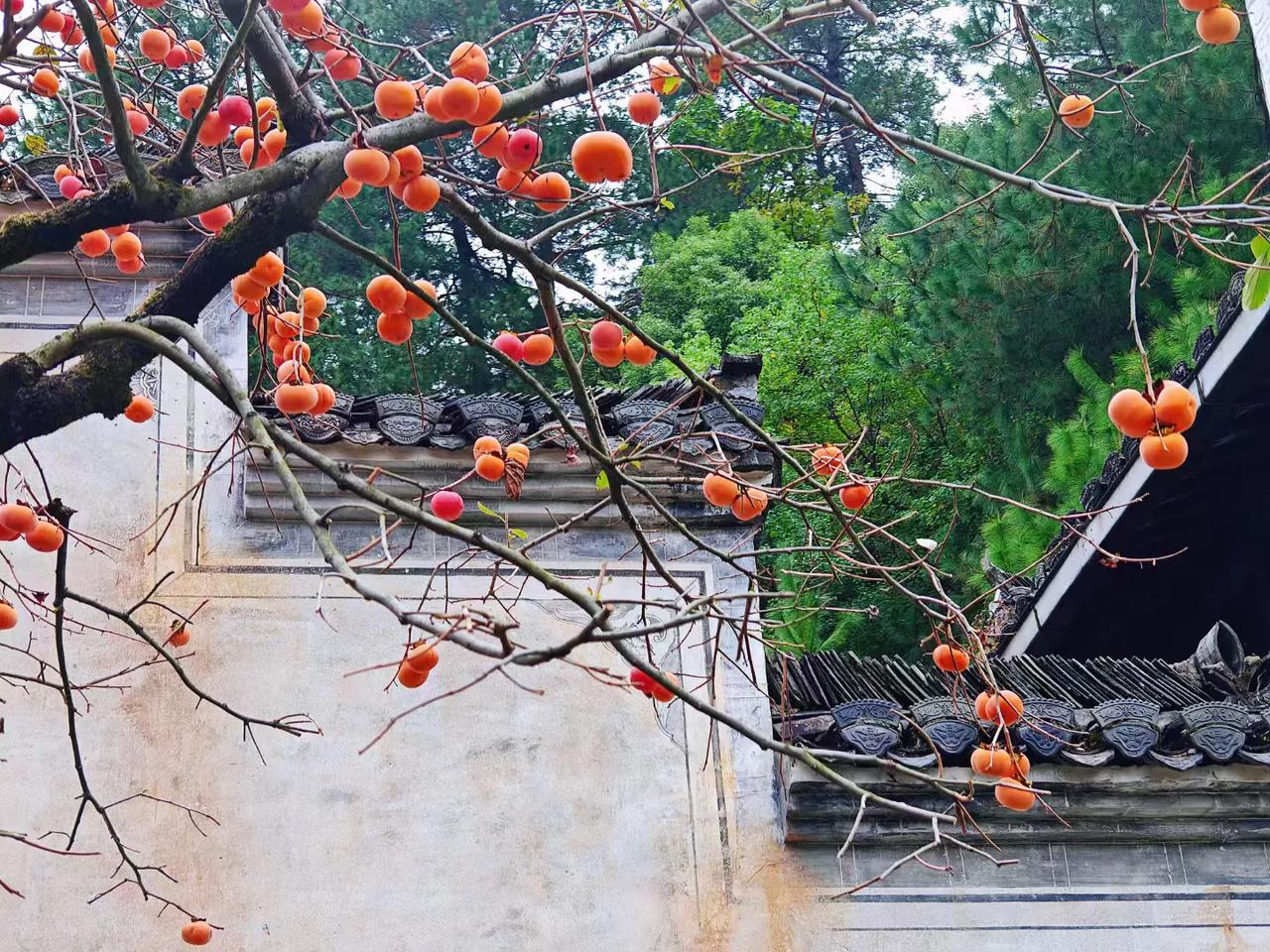 秋意浓，红红的柿子高高挂，喜庆又美好，最爱柿子红的画画，还喜欢那甜蜜的味道。#深