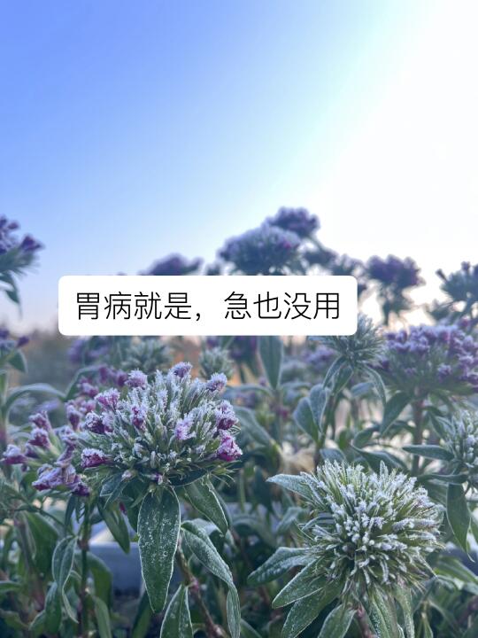 胃病就是，急也没用