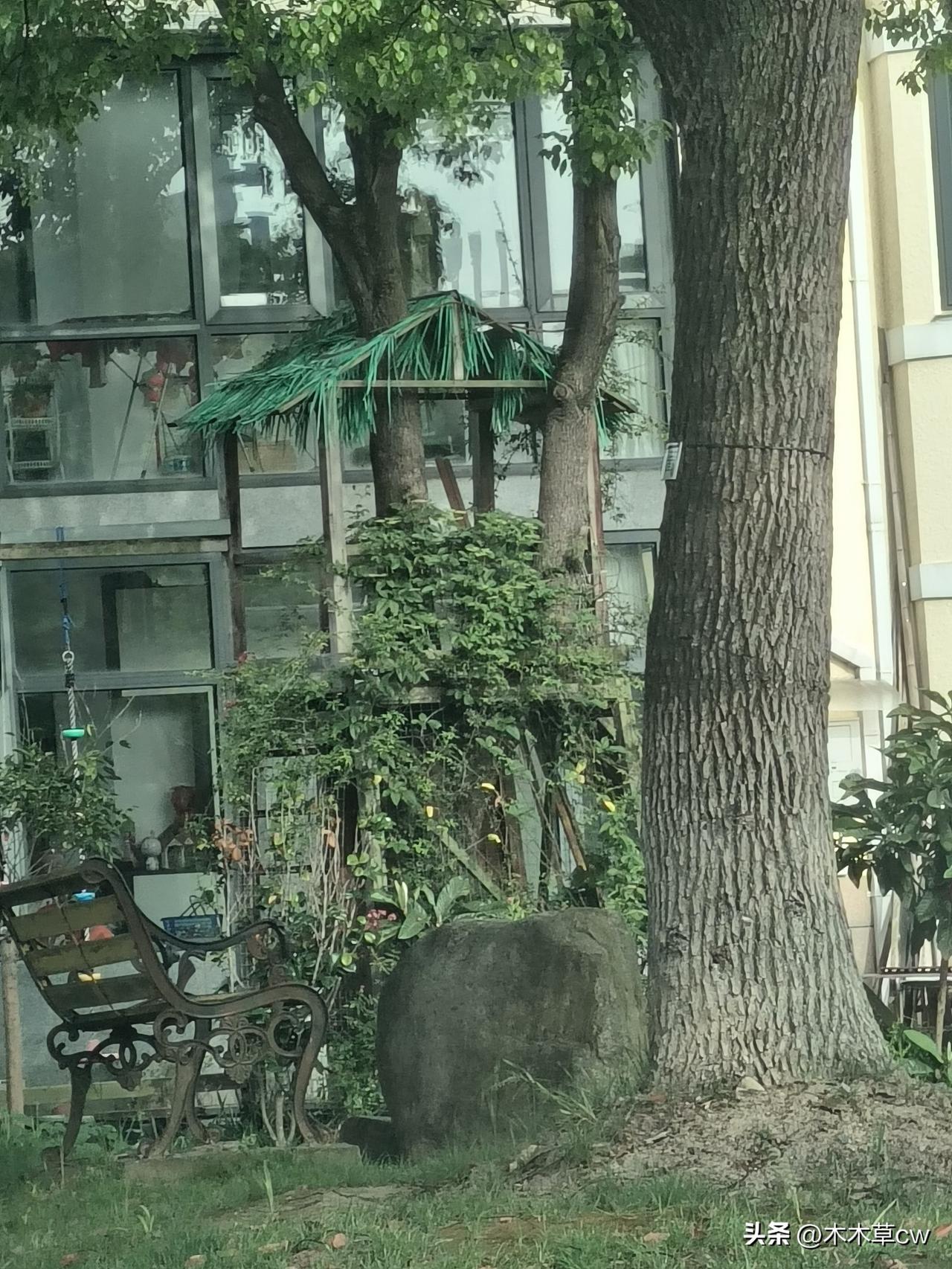 这家邻居很有意思啊，居然搭了一个树屋。还搞了秋千。