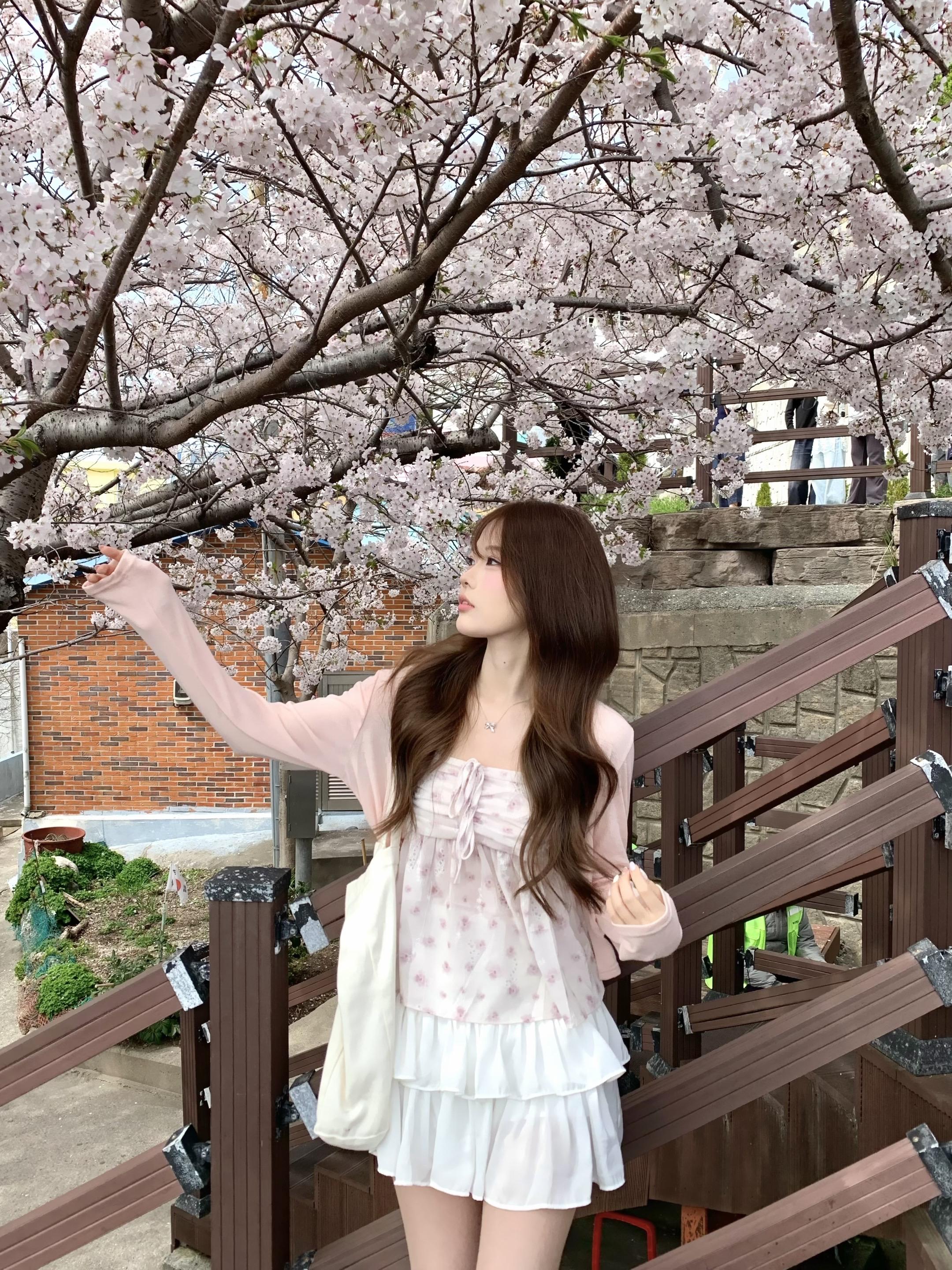 好喜欢釜山的樱花🌸