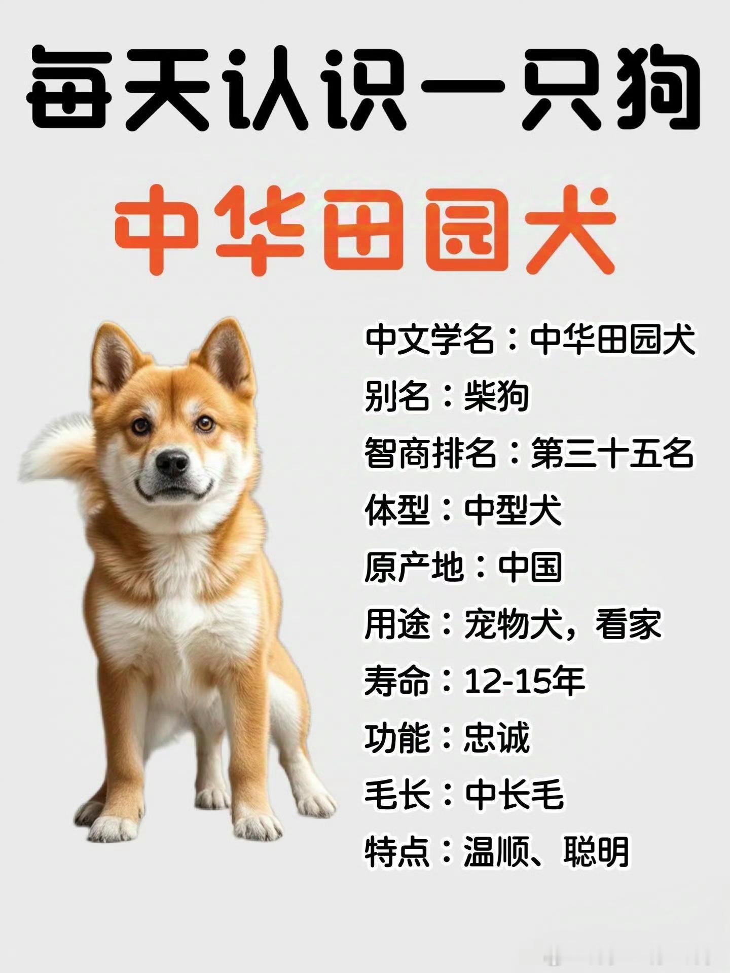 超九成养宠人不认识中华田园犬品种 上海3月23日街采凸显，超九成养宠人不认识中华