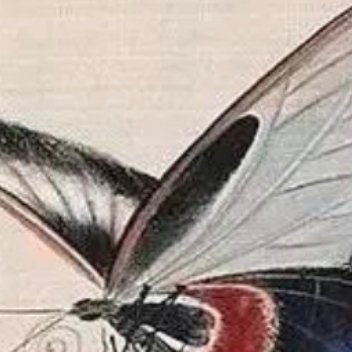 一名90后青年放弃城市稳定工作，返乡接手一片长满荆棘的荒地，立志种植花椒。初期所