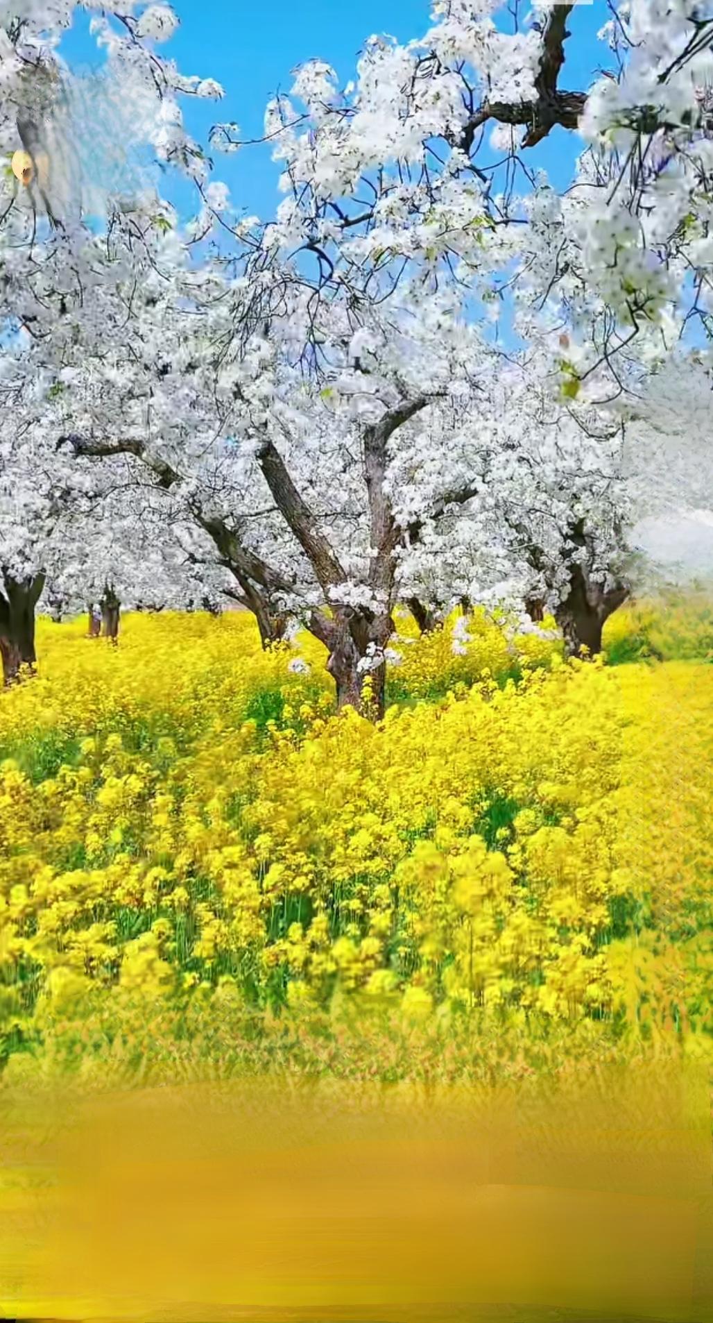 今年春天最想实现的心愿今年春天最想实现的心愿，是看遍漫山遍野的花开，感受春风拂面