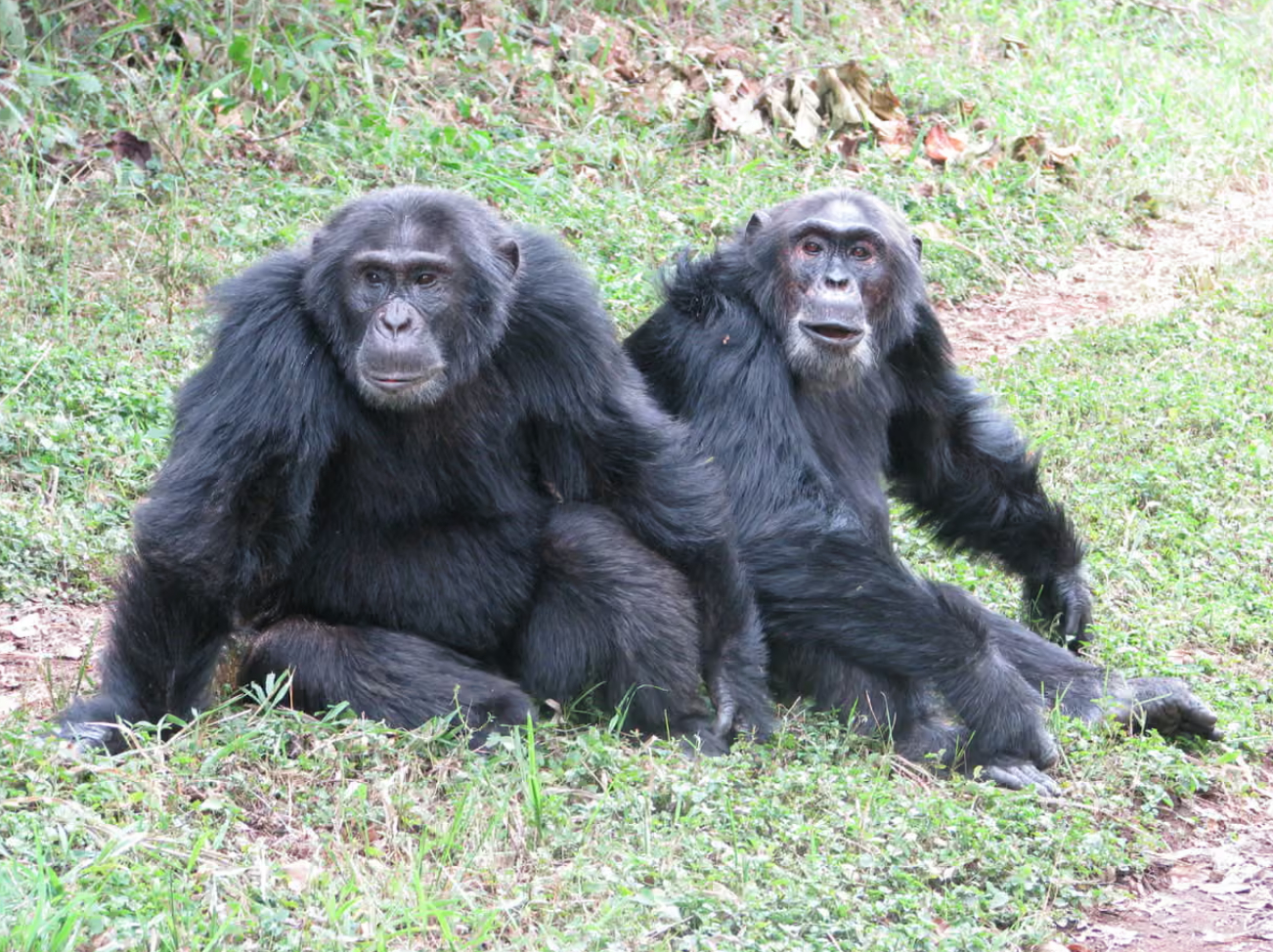 【#科学家首次见证猩猩帝国内战#】#人类首次完整记录野生大猩猩内战#当地时间4月