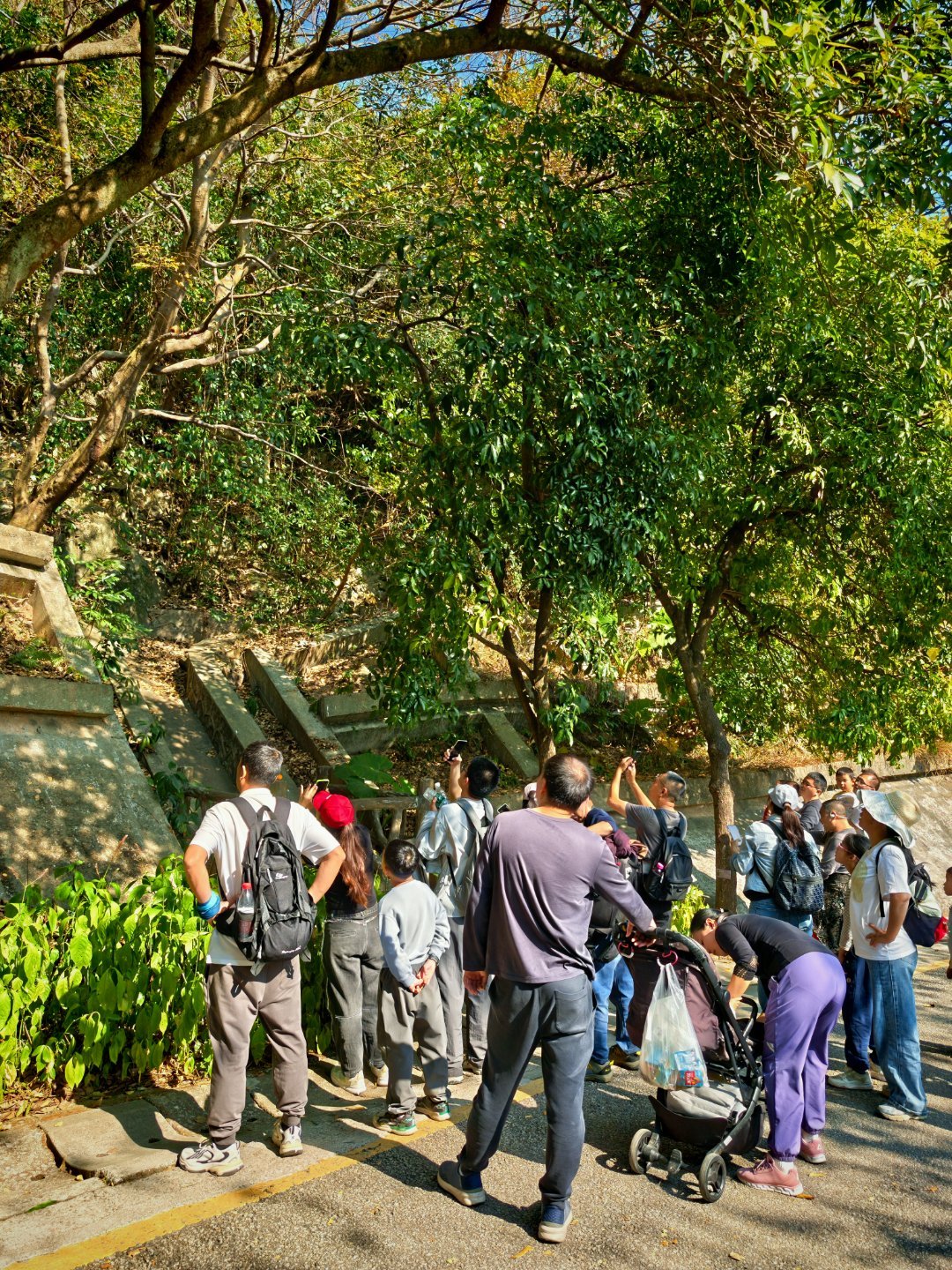 塘朗山，又遇到猴哥了🐒，每次来都能遇到。趴在树上挺悠哉的，他看人，人看猴。 深