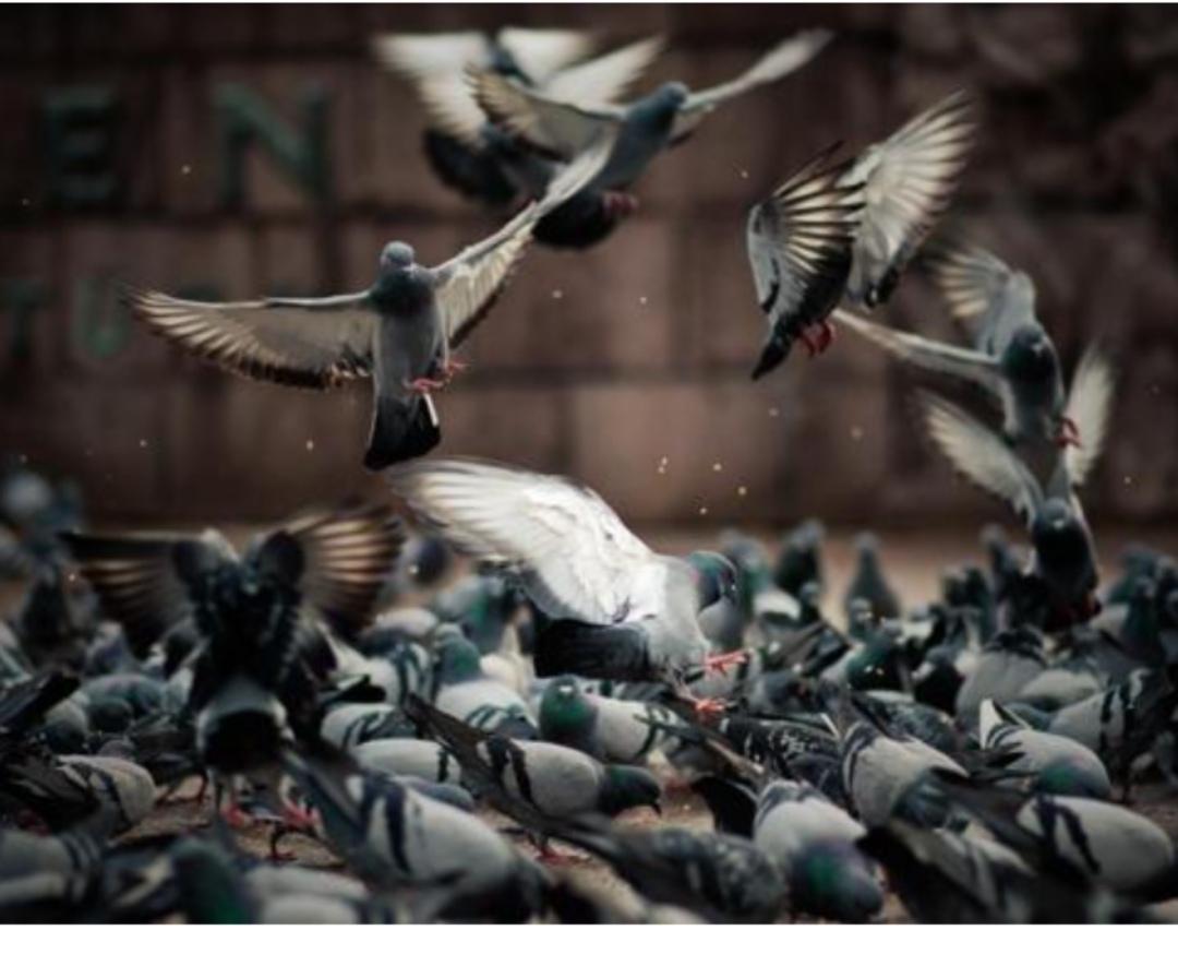 大家好，我是你们的历史博主，今天给大家讲一个听起来像故事，却真实发生过的历史事件