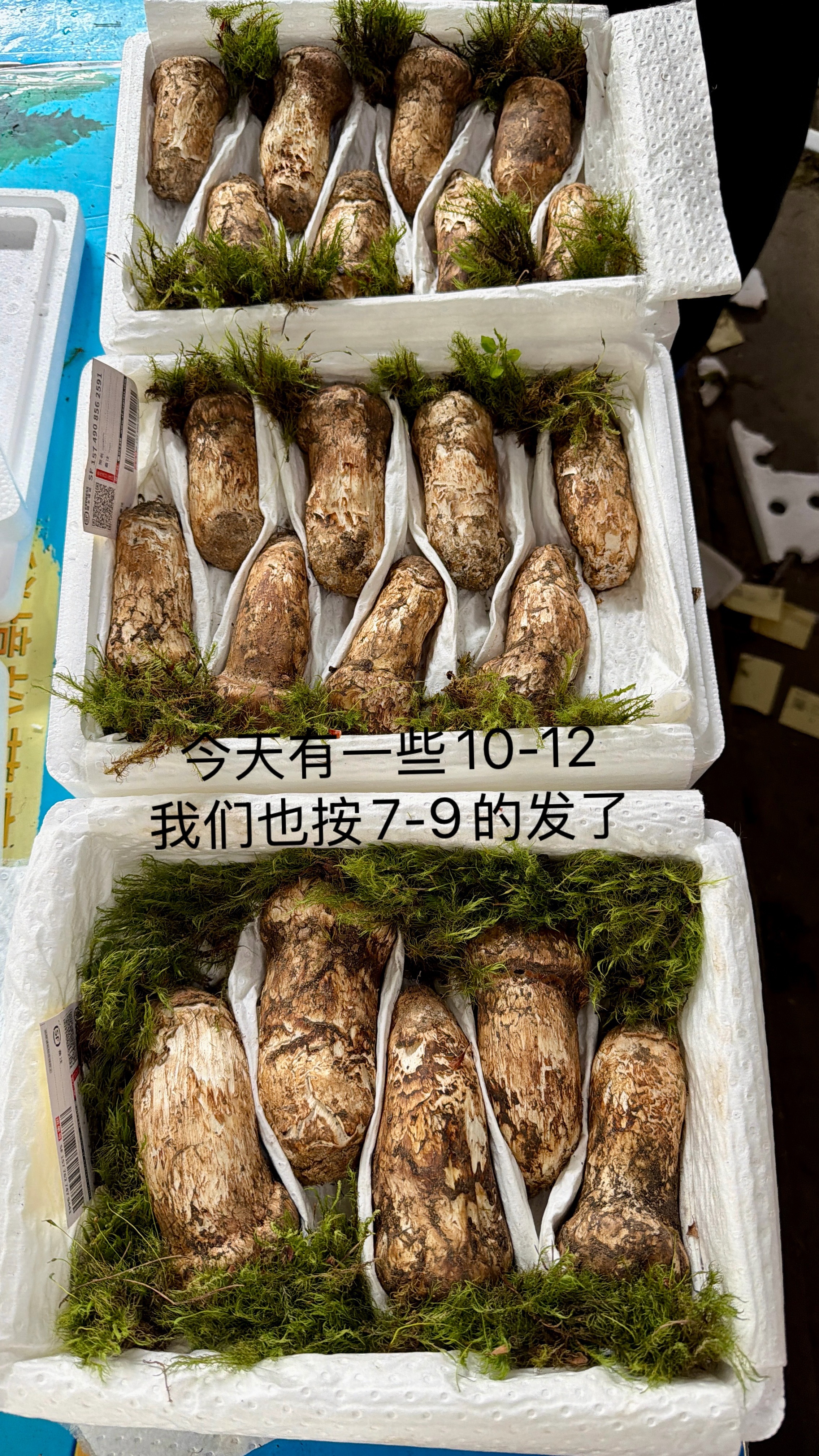 新鲜松茸，抓紧下单🍄🟫明天早上挑好就顺丰发走我只发丽江优等松茸比藏区货更香更