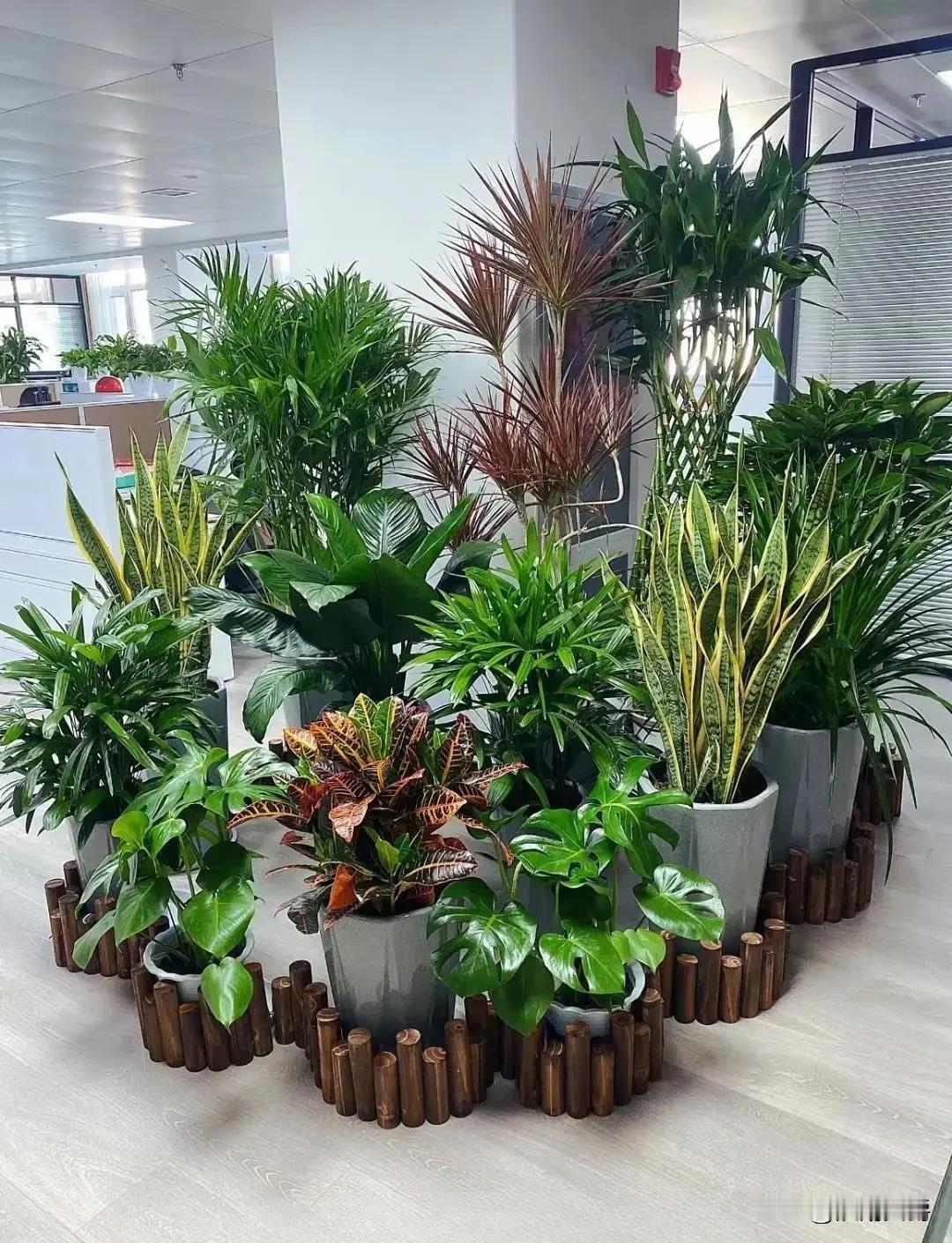 我们河南老家的彩礼普遍是订亲10万左右，
结婚18.8万，
外加三金，
县城以上