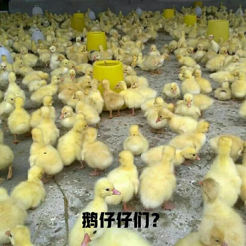 一直以来：
你们都大喊俄罗斯在与美国北约打仗，支持乌克兰是美狗，1450，恨国党