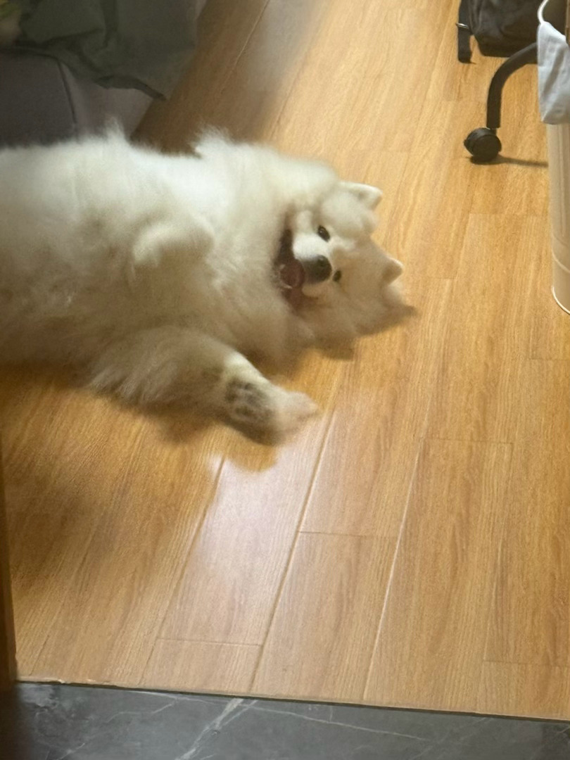 臭猪梳毛，每天梳下来一堆毛！！今天又去狠狠刨坑了，我发现只要是两天没去再去她就会