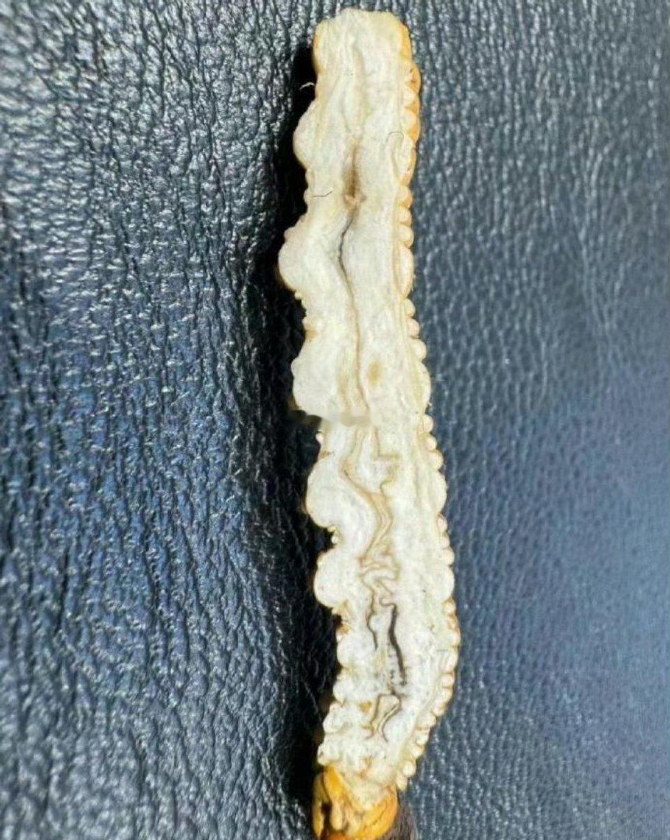 你买的冬虫夏草切开之后是这样子的？ 