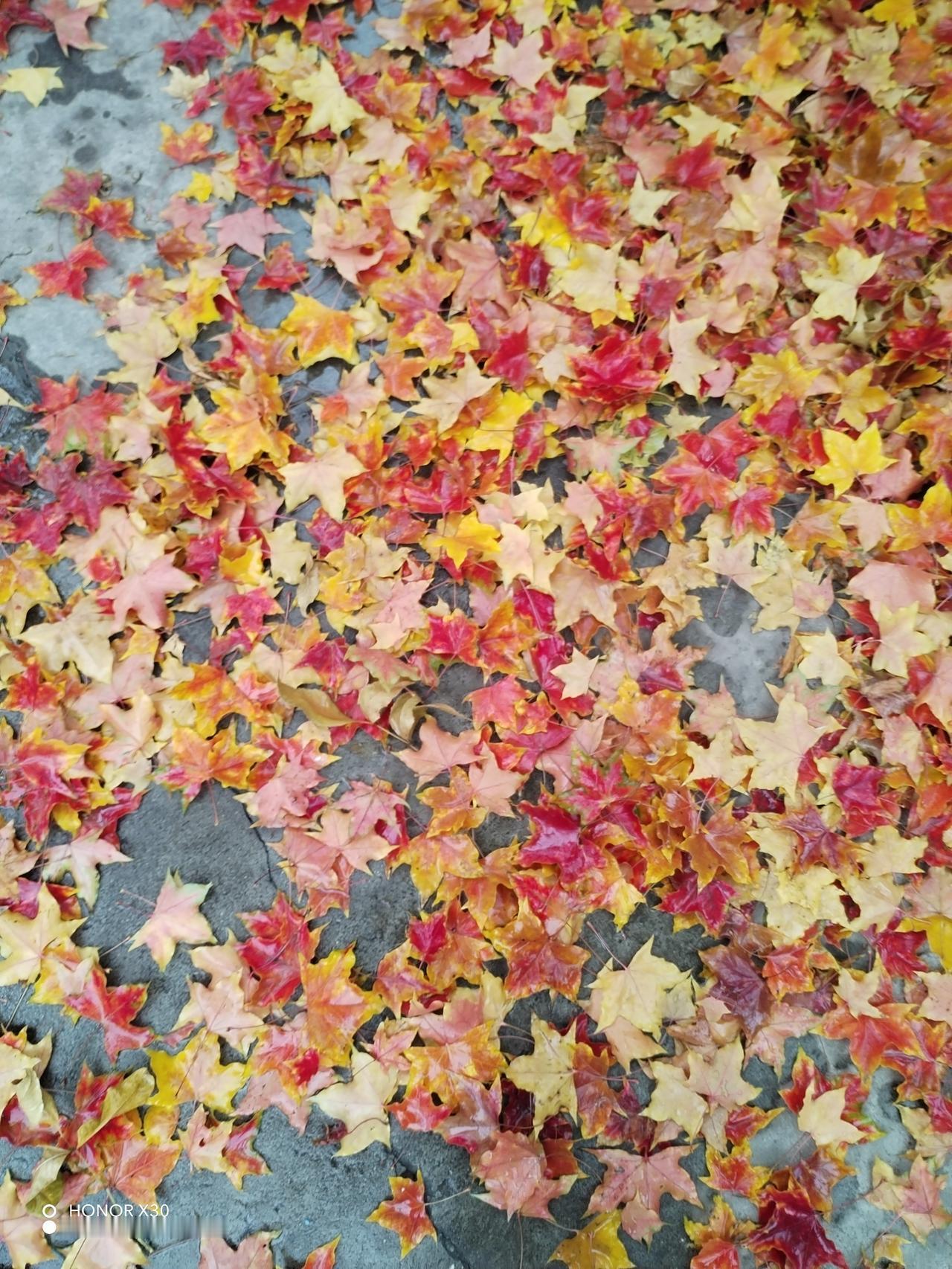 晒图笔记大赛唯美落叶🍂