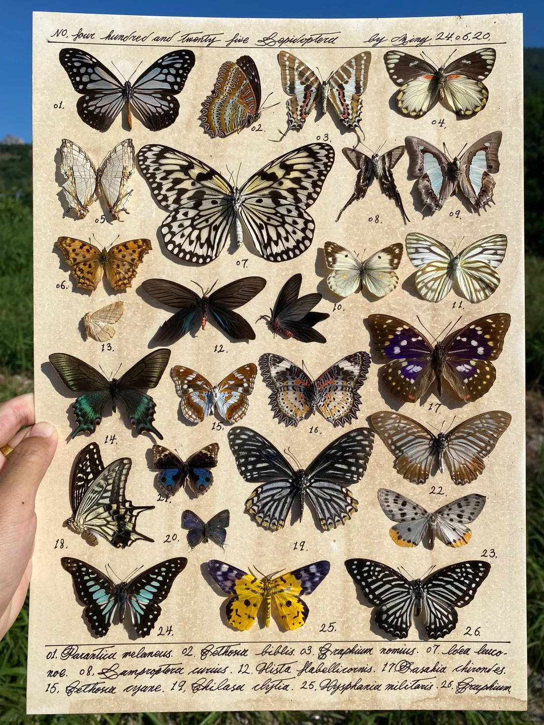 蝴蝶飞蛾标本图鉴编号425