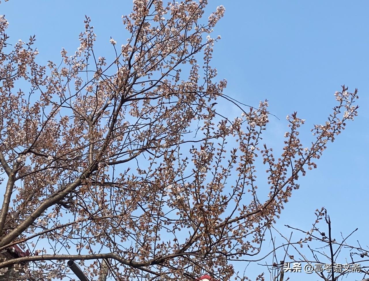 春日生活打卡季春日暖阳下，樱花树绽放着粉色的温柔。🌸🌞