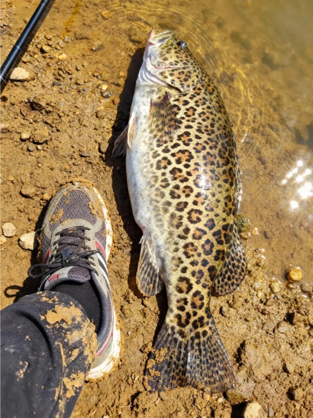 有没有钓鱼界的大神？帮看看这是什么鱼，急等…谢谢！[祈祷]