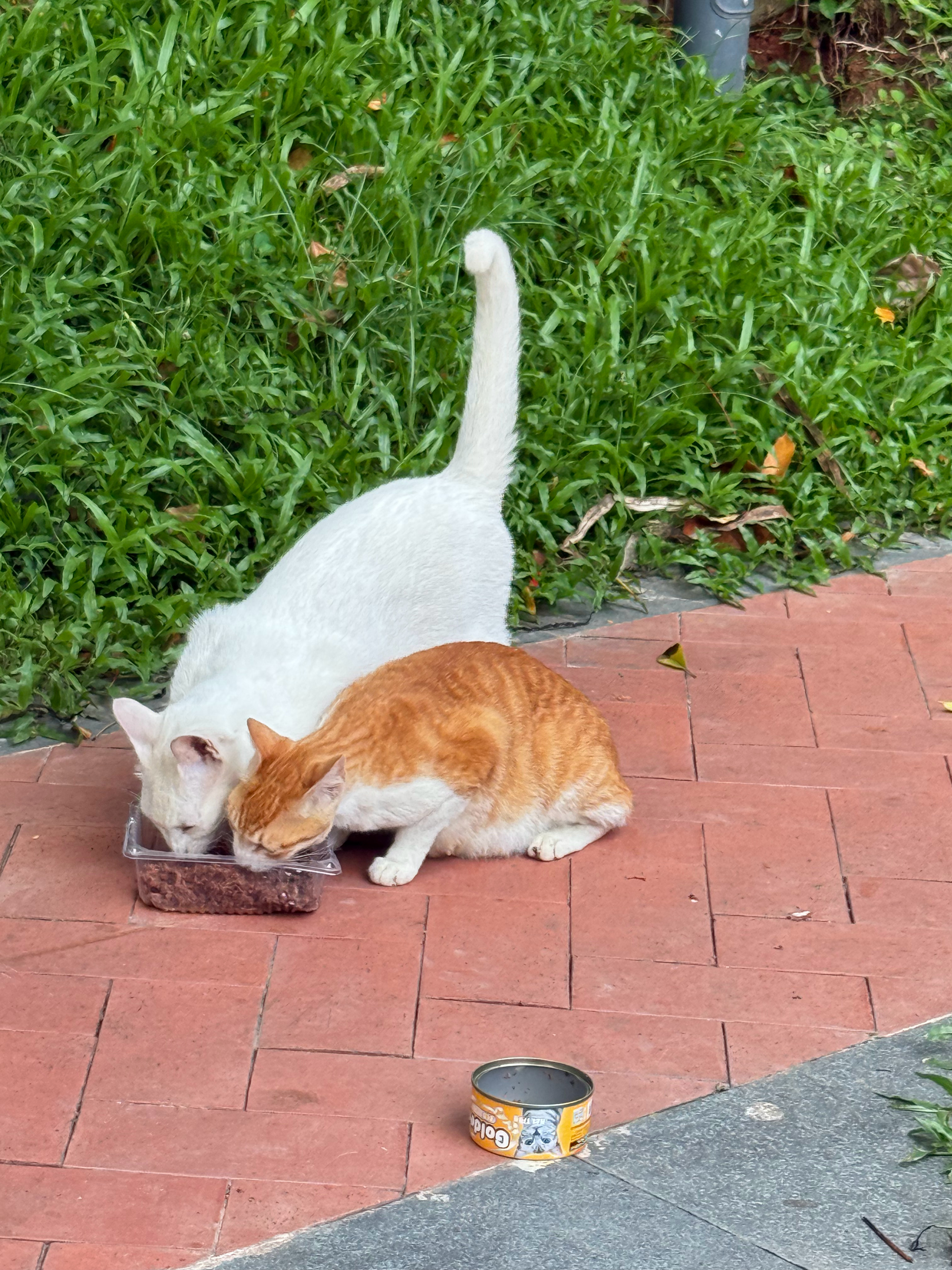 终于救到了你！所谓功夫不负有心人！猫咪流浪猫