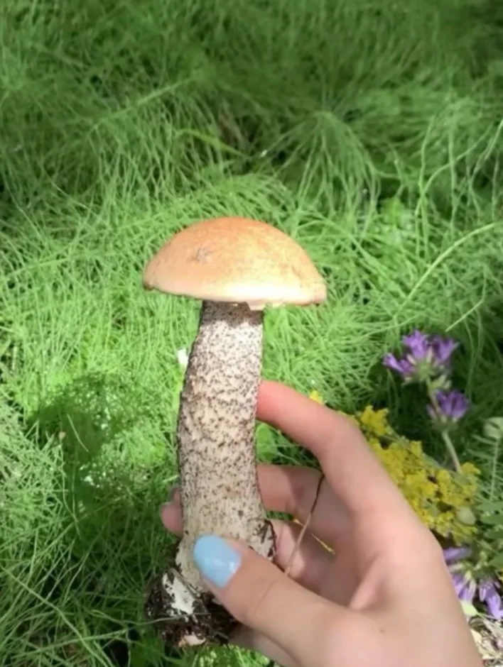 快来挖蘑菇啦～🍄