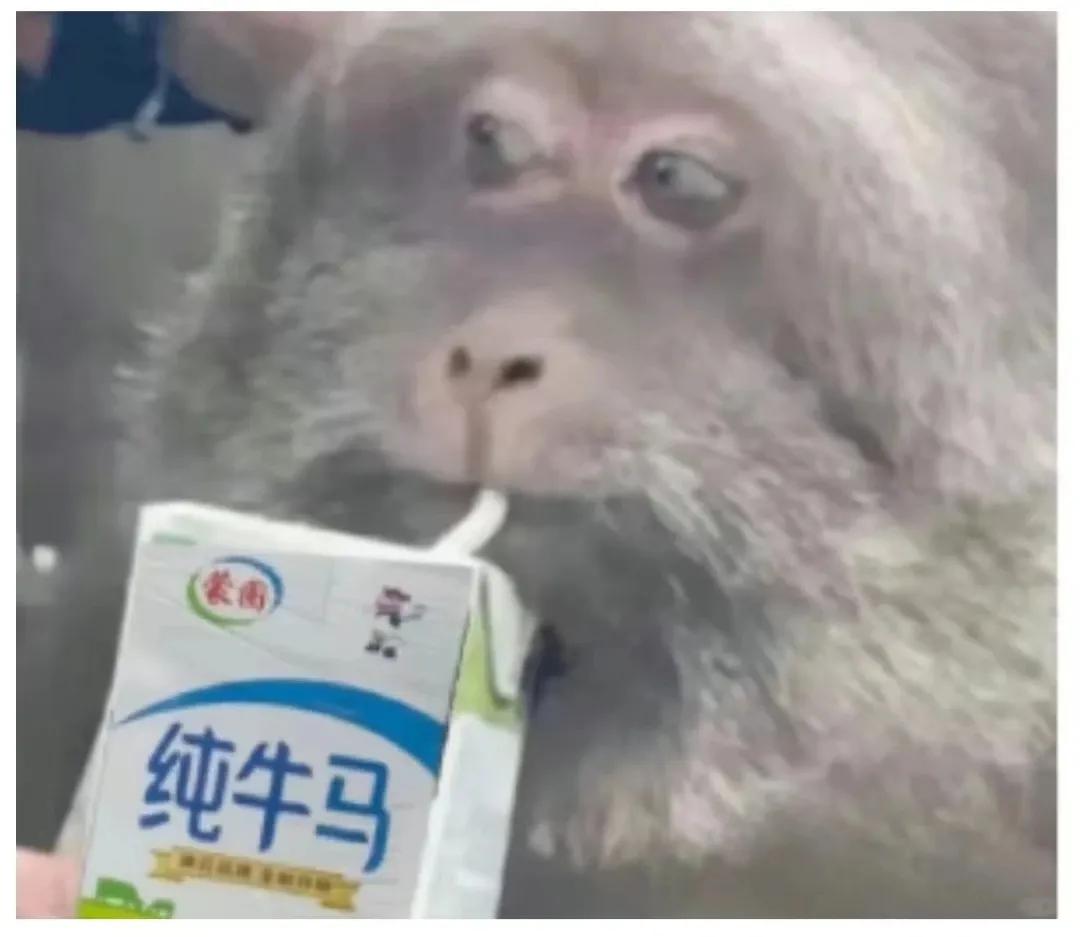 主人对正在拉磨的驴说：
你真伟大！没有你，大家
只能吃粗粮。驴憨厚的笑了◇
拉磨