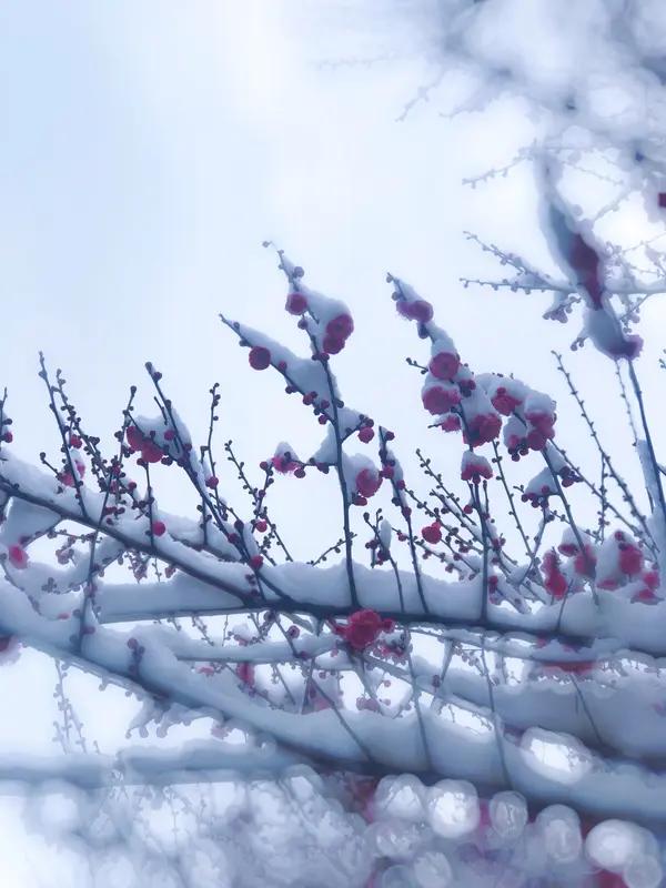 上联：冬雪滋红梅，
下联：春风拂绿柳。