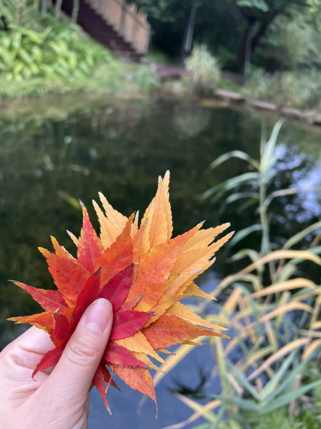 麓湖红石公园里集秋