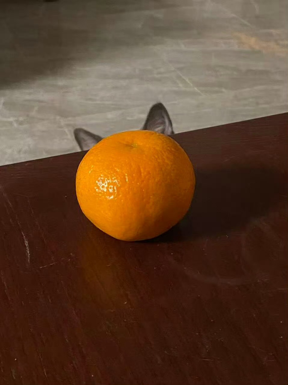 防止你没见过：橘猫