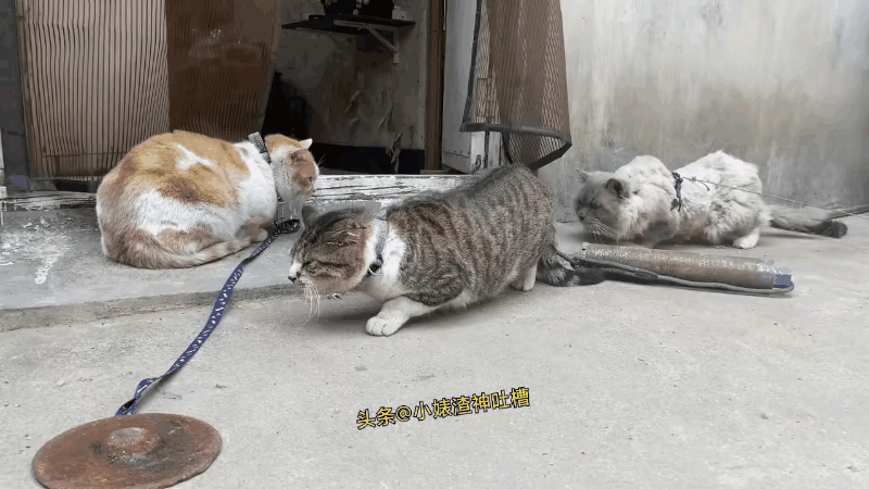 咦，它怎么就走了