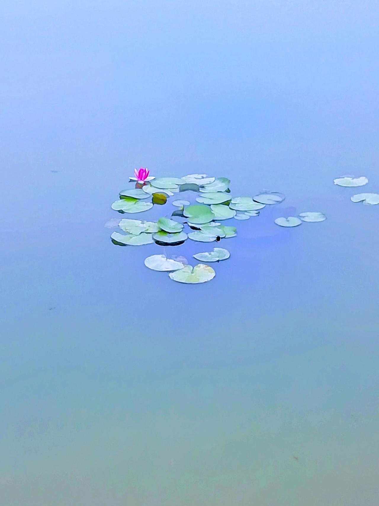 立秋将在19点55分到来，民间“晚立秋热死牛”的说法，这次会是真的吗？