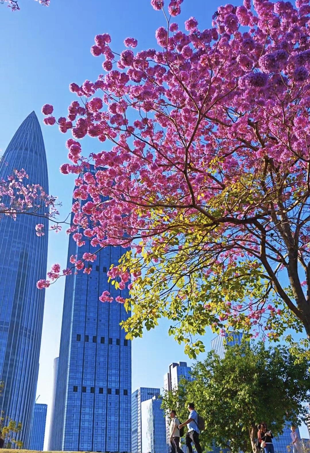 这是我在深圳市南山区人才公园红花风铃小径拍摄的图片，拍摄时间是昨天下午。在大部分