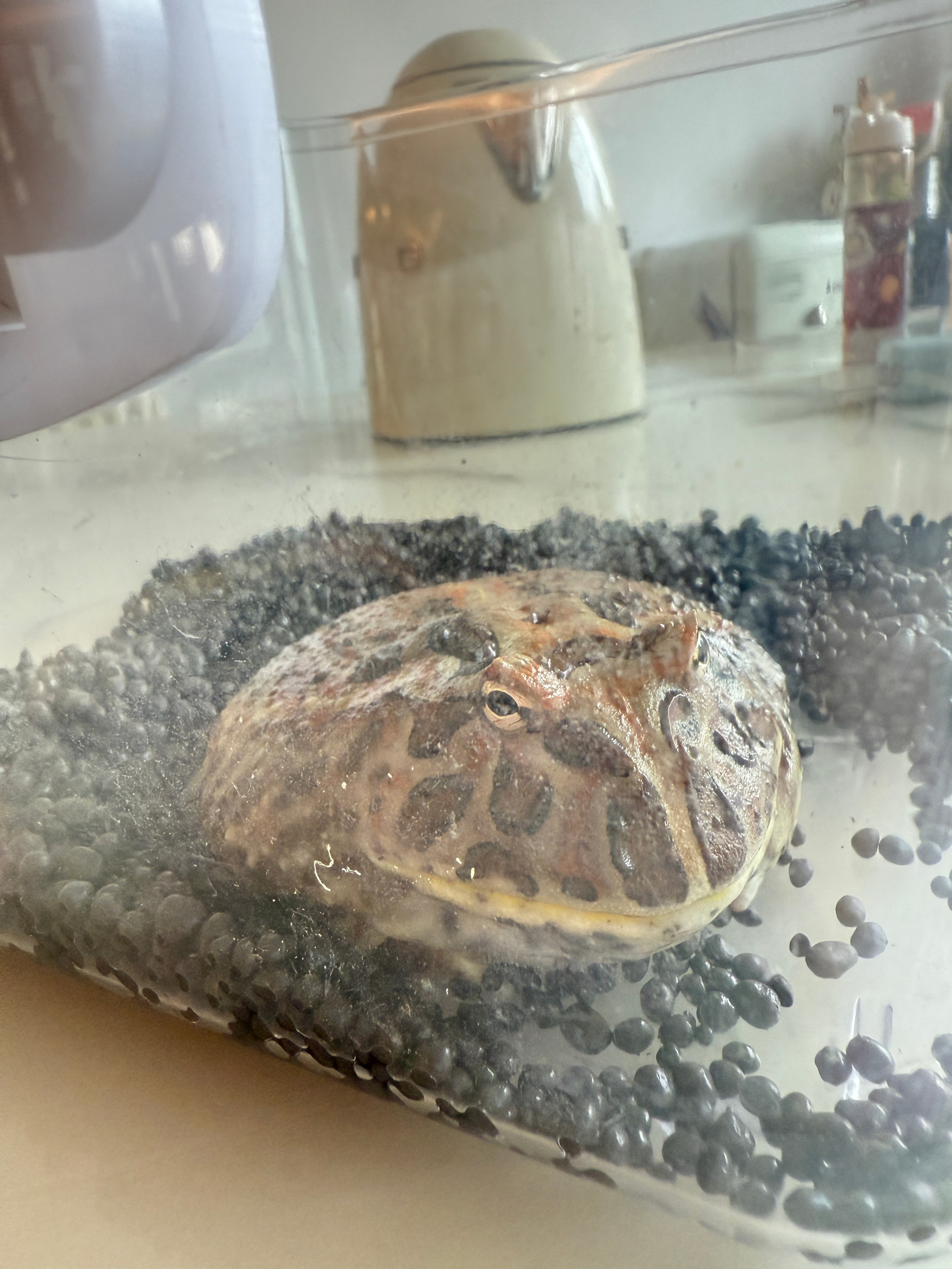 冷知识：湿度大的时候角蛙腹部会吸水，变成一大坨。 