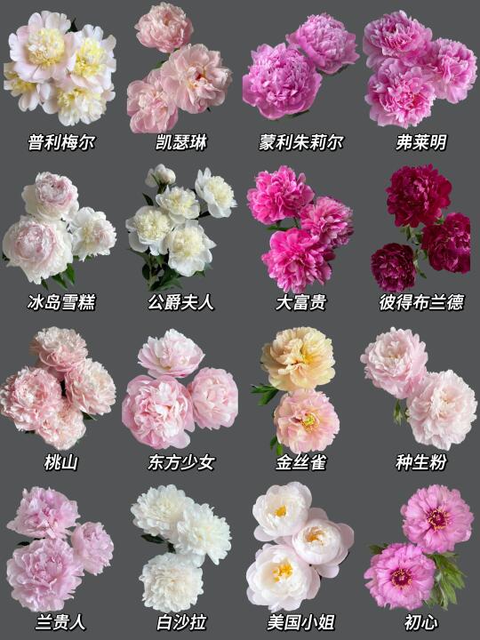 每日识花系列｜芍药识花第二弹