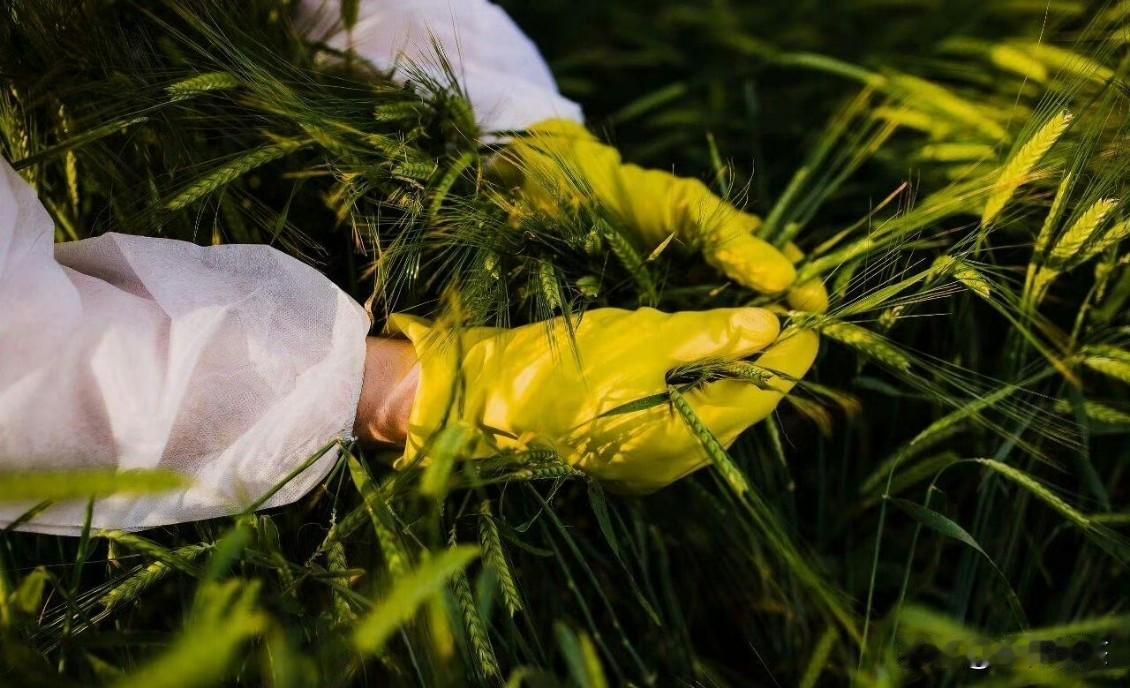 【说谍】近年来，境外间谍情报机关持续加大对我国粮食领域渗透力度，窃取我国核心科研