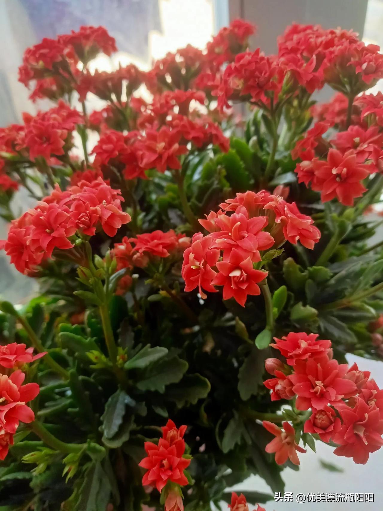 晒图笔记大赛花开富贵