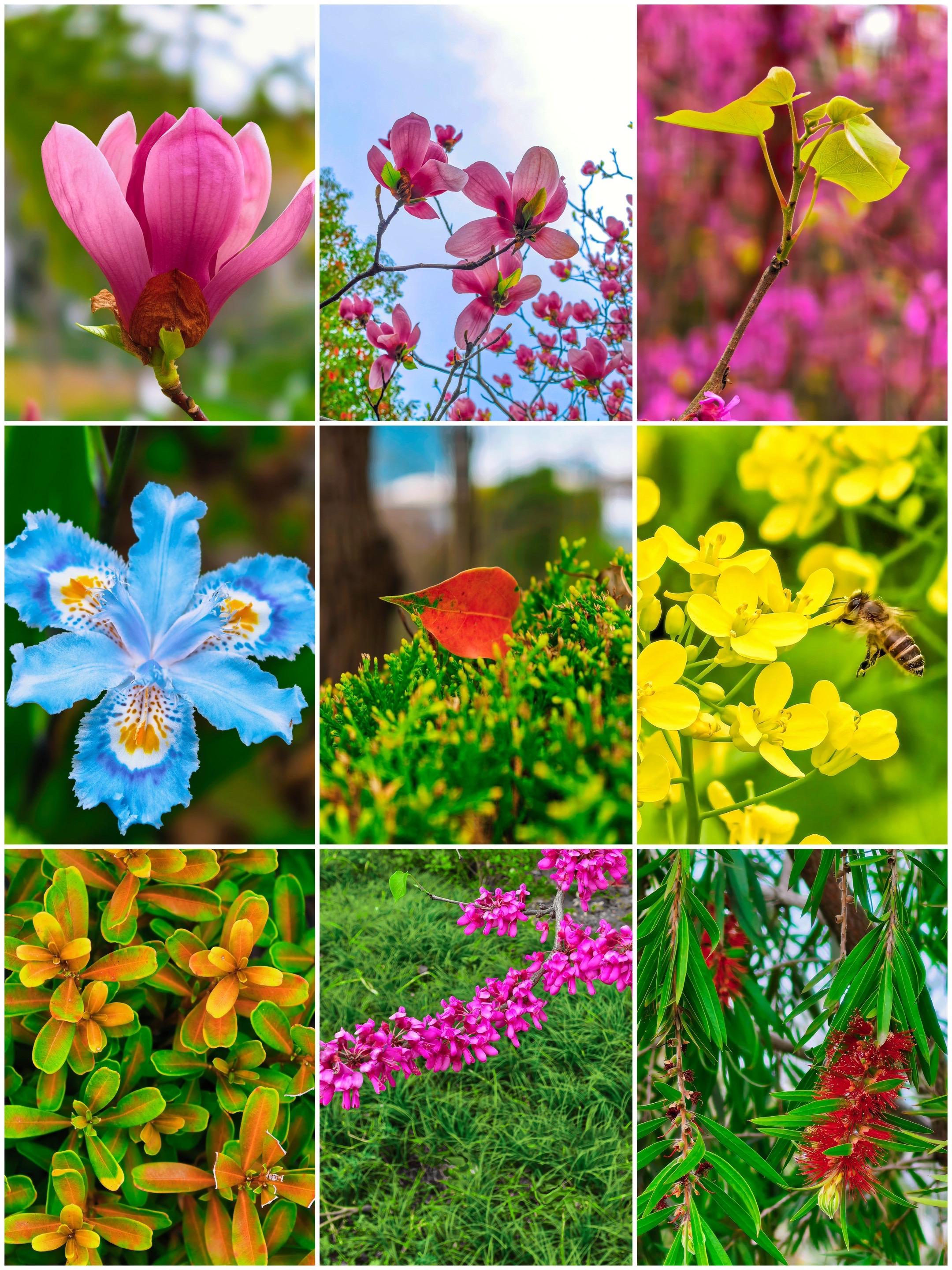 用手机寻找春天每一处角落里的色彩