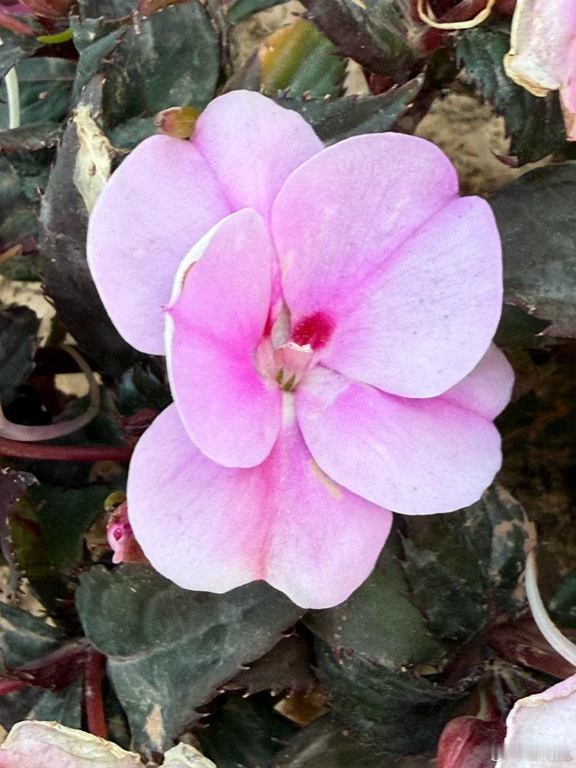花艳待赏 