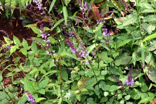 石见穿的秘密：山中隐藏的奇迹之药

在遥远的深山中，有一种神奇的中药材叫做“石见