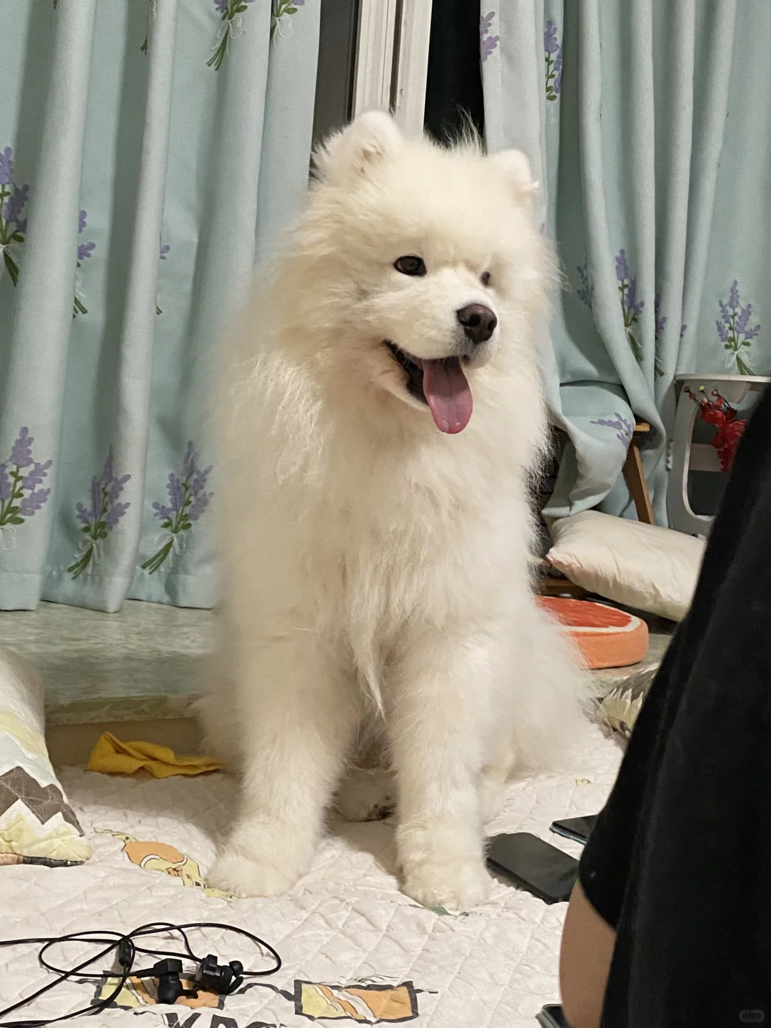 修勾儿 我家狗真可爱